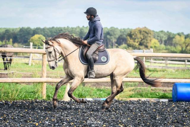 Lusitanien 5 ans idéal dressage 