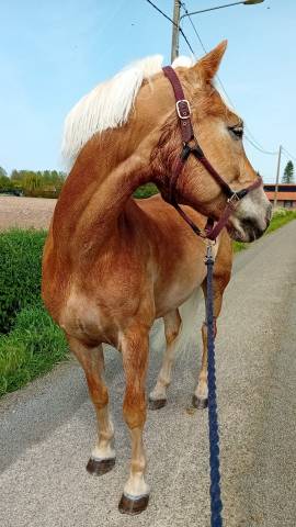 Super cheval de sport