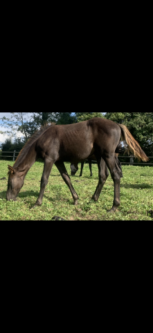 SF par Pégase Van’t Ruytershof Foal