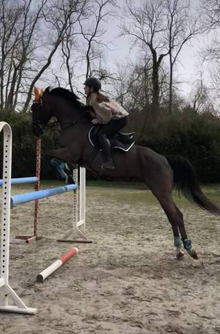 Cheval PP noir à vendre 