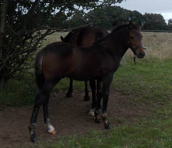 Poney New- Forest au sevrage