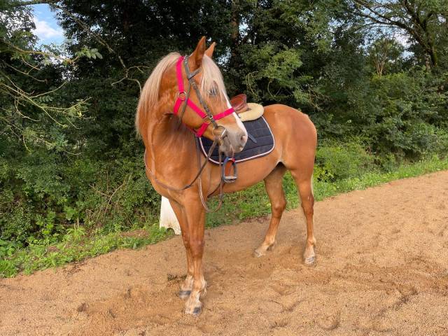 Poney coup de cœur CCE CSO DRESSAGE