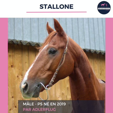 MAGNIFIQUE ENTIER - STALLONE - 5 ANS