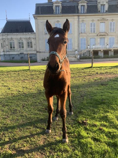 Pouliche Trotteuse de l’année 