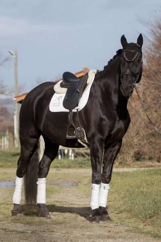 Lusitanien Massa Dressage Perfectionnement 