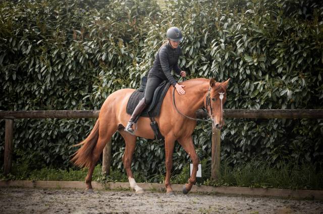 Jument PRE 5 ans dressage /équitation de travail