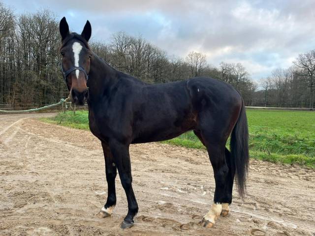 Trotteur à Vendre Katko 