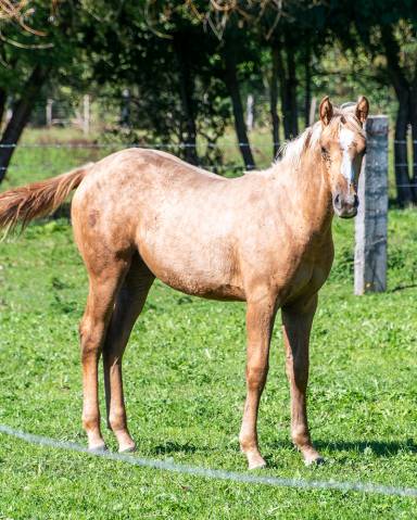 Poulain appaloosa