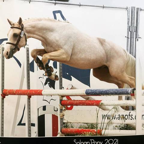 Magnifique étalon PFS Palomino