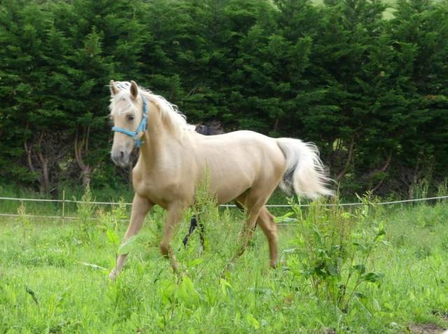 Palomino 18 mois