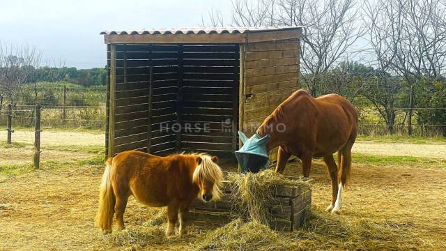 Hérault- petite pension loisir