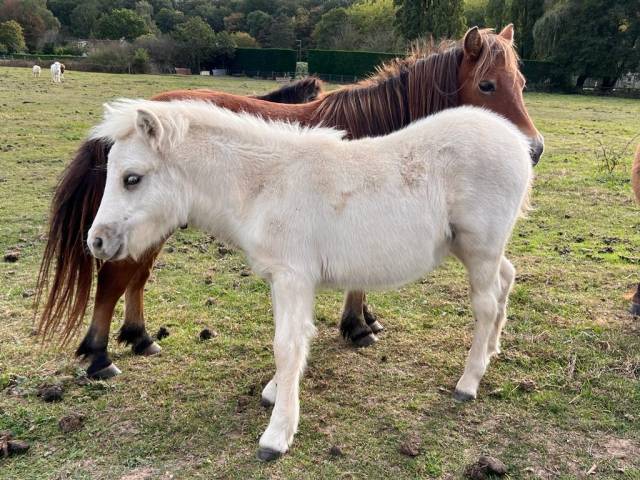 Poulain shetland palomino