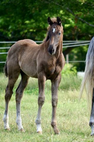 Superbe Poulain X Totilas 