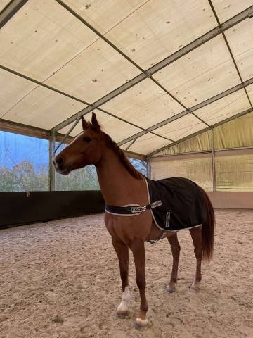 Poney hors taille 