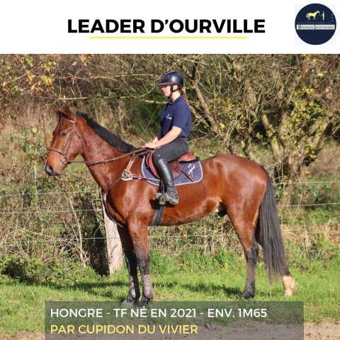 JOLI HONGRE - LEADER D'OURVILLE - 3 ANS 