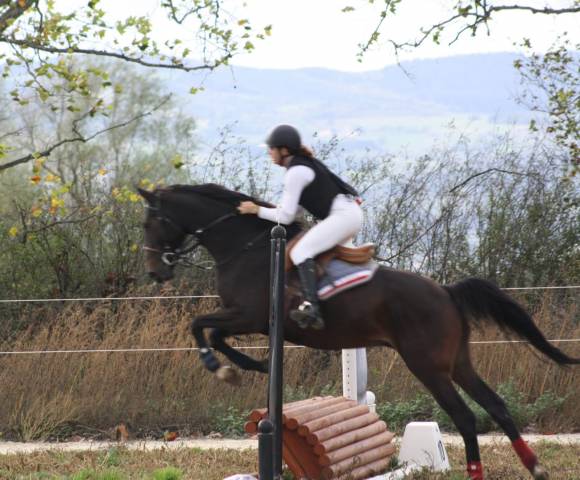 Cheval 5 ans sport à vendre