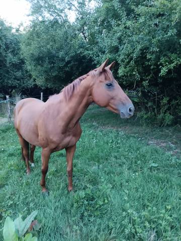 Petit cheval