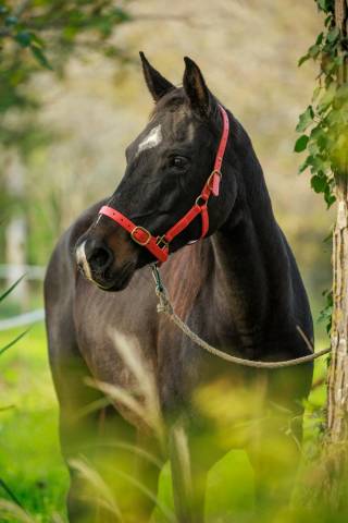 vente pouliniere pur sang arabe