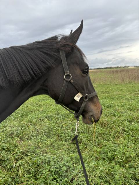 Demie pension cheval 