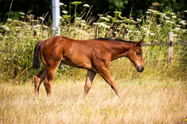 elevage montigny paint  quarter horse 