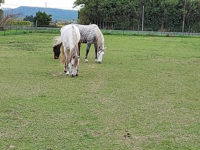 CHEVAL HONGRE DE 16 ANS A DONNER NE POUVANT ETRE MONTE