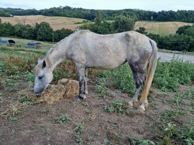 Ponette jument élevage sport