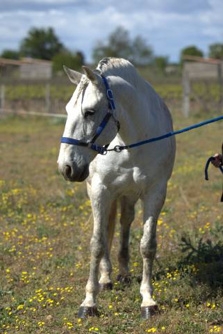 cheval lusitanien