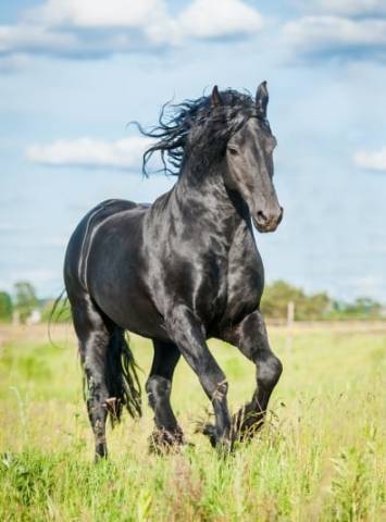 ETAP HORSE ACCUEIL ÉQUIDÉS 