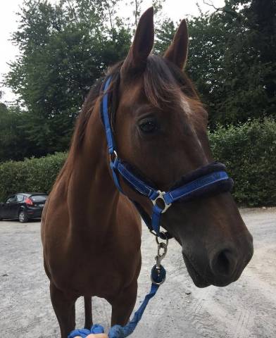 Cheval à vendre - trotteuse de 8 ans 