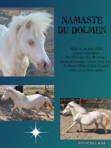 Cheval miniature, poulain oc poney miniature 