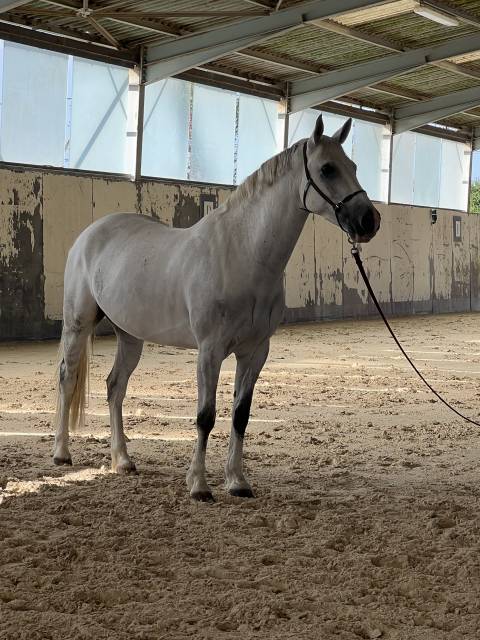 Magnifique hongre de 8 ans 