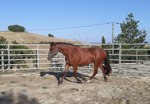 PONEY CONNEMARA BAI de 2 ans 