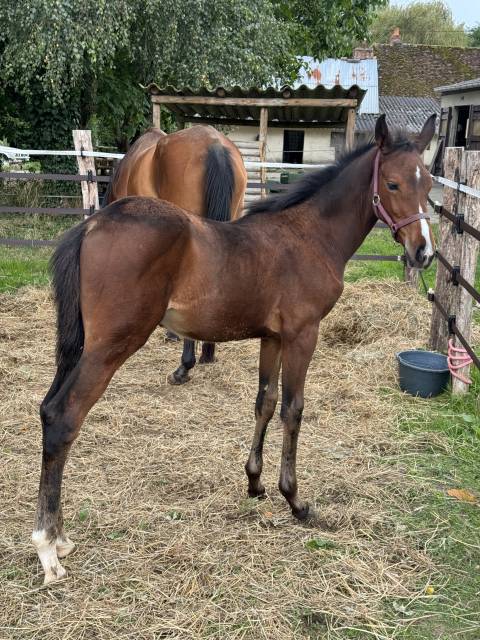 Joli poulain par JOKER D'EUSKADI (diarado x arc de triomphe )  