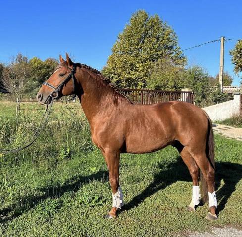 À vendre, hongre de 6 ans, lusitanien, polyvalent 