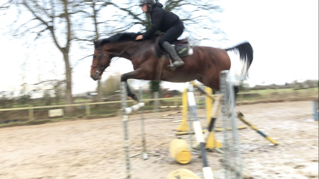 Cavalier jeunes chevaux indépendant