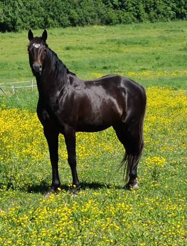 cession élevage de chevaux sur 27ha avec stocks 