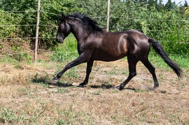 VEND CHEVAL ESPAGNOL PRE 4 ANS ENTIER