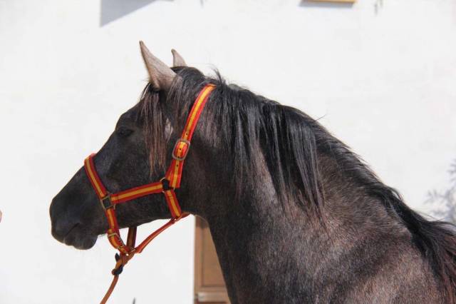 VEND CHEVAL ESPAGNOL CRUZADO 3 ANS ENTIER