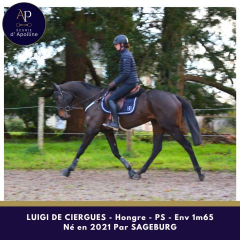 Hongre 1m65 chic cheval 4 ans en 2025