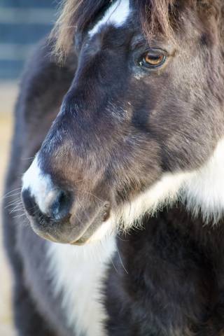 ?✨ Tempête du Pâtis : Le poney lion à adopter pour de 