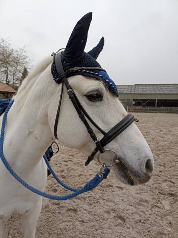 Rêne pony games bleues