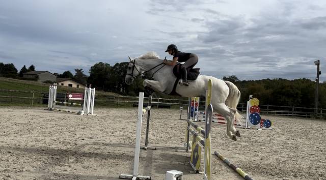 A vendre cheval de 12 ans, selle Italien, de 1.71m