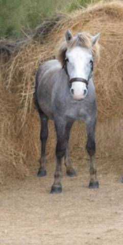 Cheval Camargue PP 