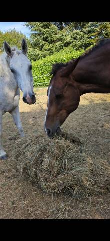 Chevaux pour retraite