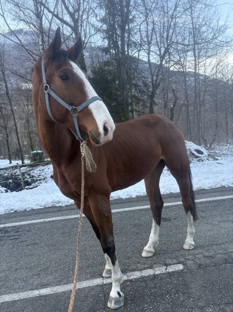 Cheval de sport 