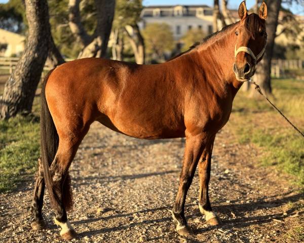 Jument Pure Race Lusitanienne de 13 ans (2012)