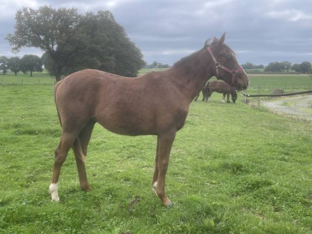 Yearling AA