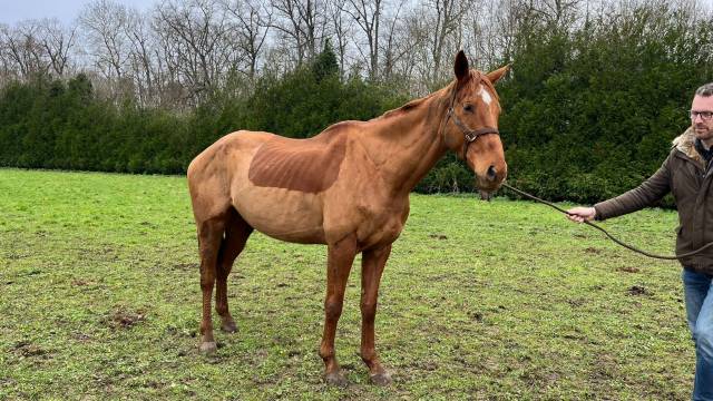 Cheval Pur-Sang 5 ans 175 cm