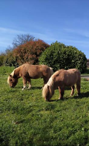 Donne 2 poneys Shetland