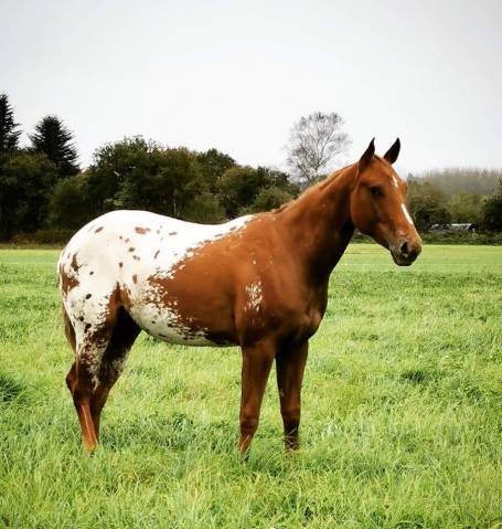 Jument appaloosa 6ans